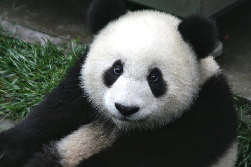 Chengdu, China arrival guide